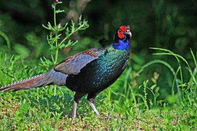 Chim Trĩ Xanh Giống