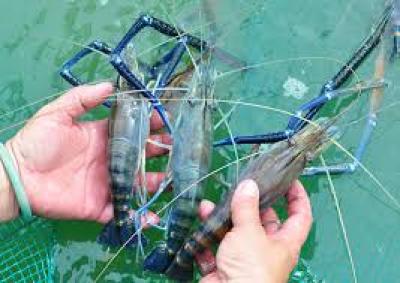 Chọn giống tôm càng xanh chất lượng cao