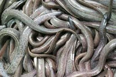 Cung cấp Cá chình giống giá rẻ