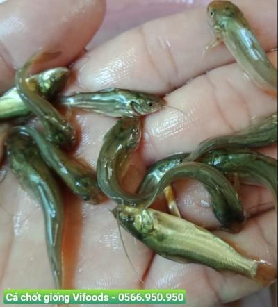 Cung cấp cá chốt giống giá sỉ giao tận nơi