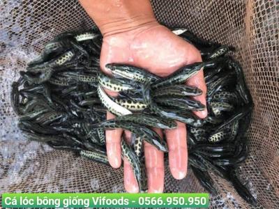 Cung cấp cá lóc bông giống sỉ giao tận nơi