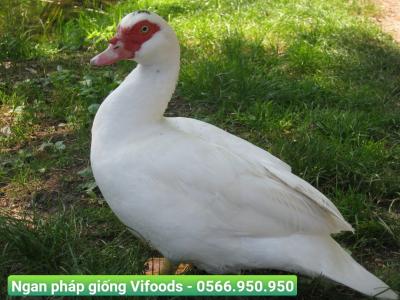 Cung cấp ngan pháp giống giao tận nơi