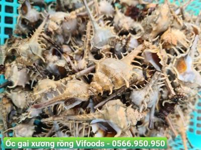 Cung cấp ốc gai xương rồng giá sỉ giao tận nơi