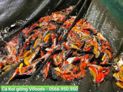 Cung cấp sỉ cá Koi giống giao tận nơi