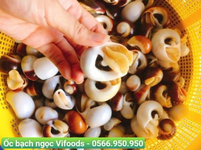 Cung cấp sỉ ốc bạch ngọc giao tận nơi