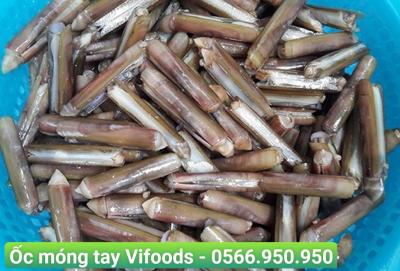 Cung cấp sỉ ốc móng tay giao tận nơi