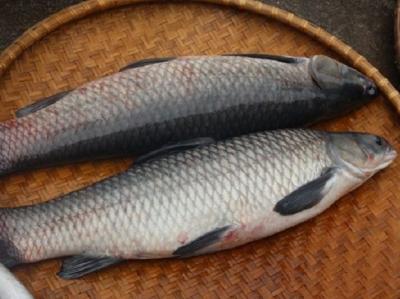 Địa chỉ cung cấp cá trắm giống khu vực Hồ Chí Minh