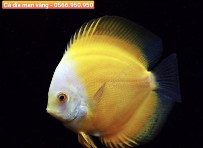 Địa Chỉ Mua Cá Cảnh Bình Thạnh
