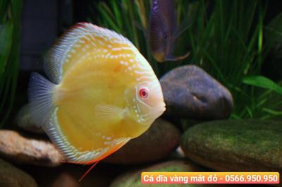 Địa Chỉ Mua Cá Cảnh Phú Nhuận