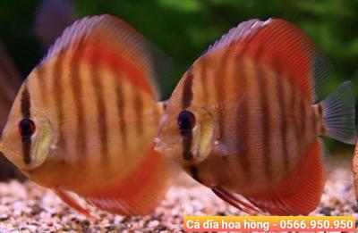 Địa Chỉ Mua Cá Cảnh quận 11