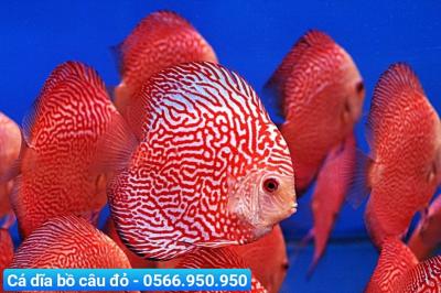 Địa Chỉ Mua Cá Cảnh quận 2