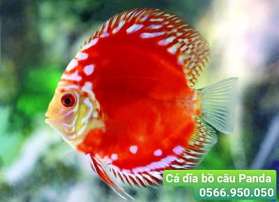 Địa Chỉ Mua Cá Cảnh quận 3