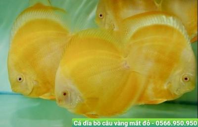 Địa Chỉ Mua Cá Cảnh quận 4