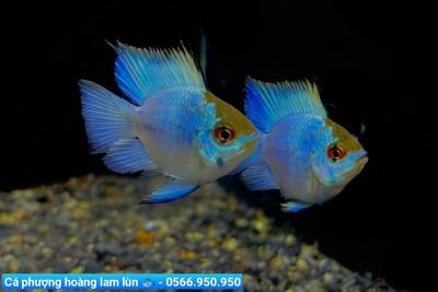 Địa Chỉ Mua Cá Cảnh Tân Phú