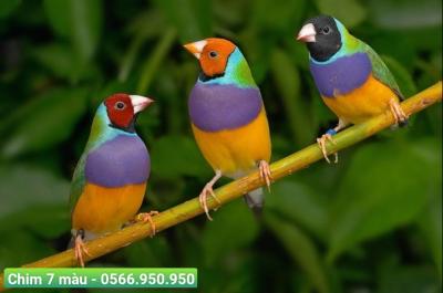 Địa chỉ mua chim cảnh quận 1 uy tín, chất lượng