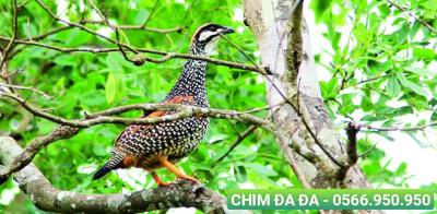 Địa chỉ mua chim cảnh quận 4
