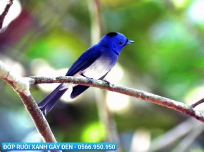 Địa chỉ mua chim cảnh quận Bình Thạnh