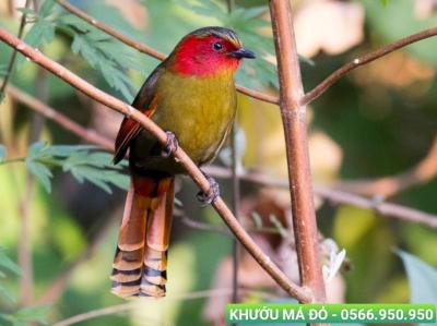 Địa chỉ mua chim cảnh quận Phú Nhuận
