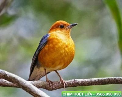 Địa chỉ mua chim cảnh tại Nhà Bè