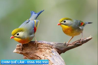 Địa chỉ mua chim cảnh TP Thủ Đức