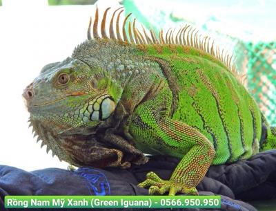 Địa chỉ mua thú kiểng quận 4 uy tín, giá tốt