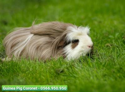 Địa chỉ mua thú kiểng Tân Phú uy tín, giá tốt