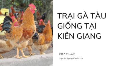Địa chỉ trại gà giống bán Gà tàu vàng tại Kiên Giang