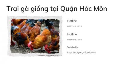 Địa chỉ trại gà giống bán Gà tàu vàng tại Quận Hóc Môn