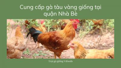 Địa chỉ trại gà giống bán Gà tàu vàng tại Quận Nhà Bè