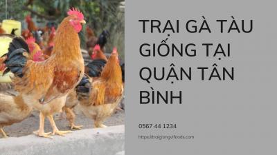 Địa chỉ trại gà giống bán Gà tàu vàng tại Quận Tân Bình