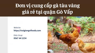 Địa chỉ trại giống bán Gà tàu vàng tại Quận Gò Vấp