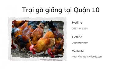 Đơn vị cung cấp gà tàu vàng giống giá sỉ tại quận 10