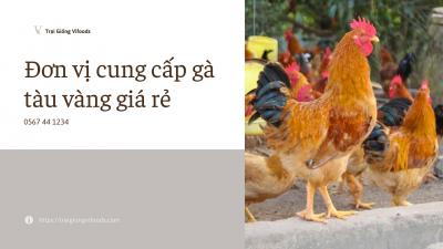 Đơn vị cung cấp gà tàu vàng giống giá sỉ tại quận 1