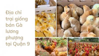 Đơn vị cung cấp gà tàu vàng giống giá sỉ tại quận 9