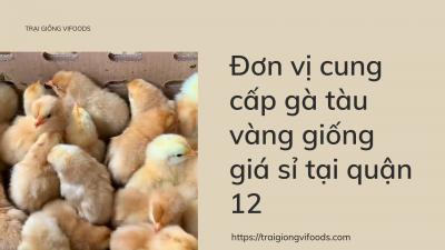 Đơn vị cung cấp gà tàu vàng giống giá sỉ tại quận 12