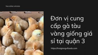 Đơn vị cung cấp gà tàu vàng giống giá sỉ tại quận 8