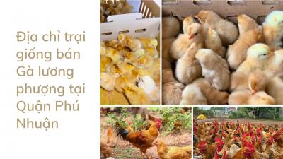 Đơn vị cung cấp gà tàu vàng giống giá sỉ tại quận Phú Nhuận
