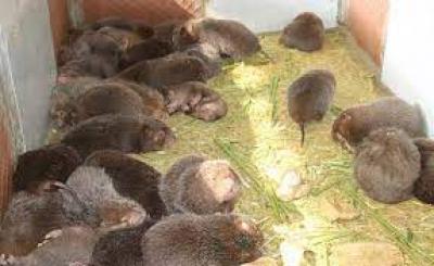 Dúi bao nhiêu tiền hiện nay?