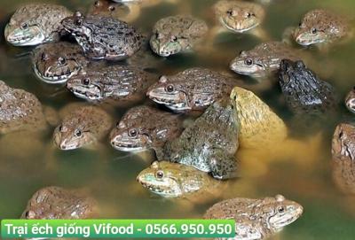 Ếch giống