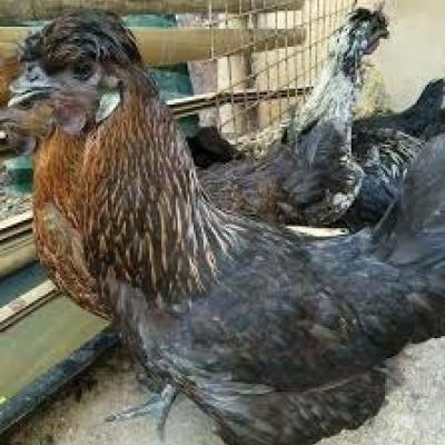 Gà Ác Đen Giống