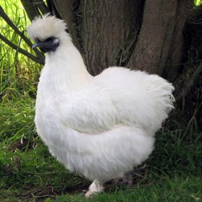 Gà Ác Trắng Bố Mẹ