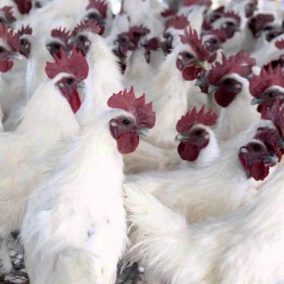 Gà Ác Trắng Giống