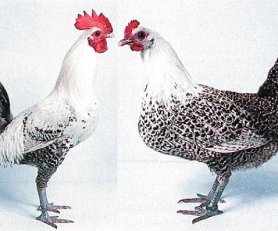 Gà Ai Cập Giống