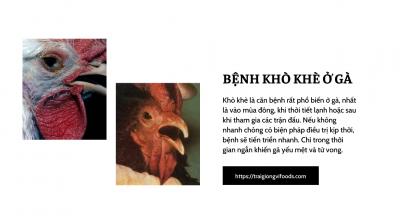 Gà bị khò khè là bệnh gì? Cách điều trị khò khè ở gà