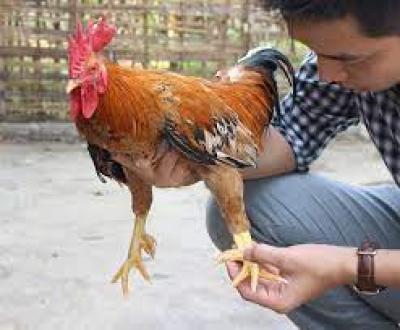 Gà chín cựa giống, quy trình nuôi gà chín cựa và những lưu ý 