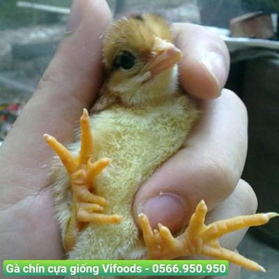 Gà chín cựa giống