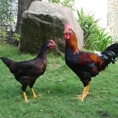 Gà chọi lai Minh Dư MD1