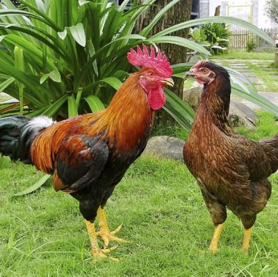 Gà chọi lai Minh Dư MD3