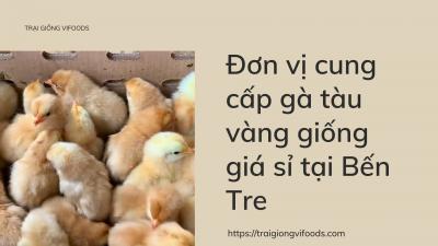 Gà con giá bao nhiêu? Trại gà tàu giống tại Bến Tre