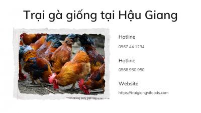 Gà con giá bao nhiêu? Trại gà tàu giống tại Hậu Giang